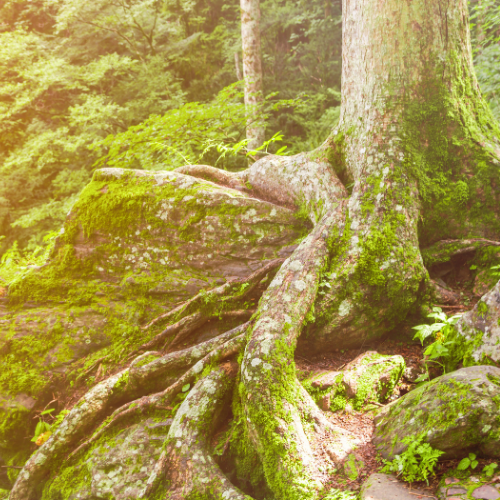Baumwurzeln mit Moos bedeckt im Wald
