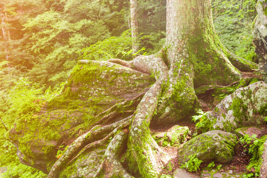 Coaching Paket Roots Beate Meyer Seelencoaching Baumwurzeln mit Moos bedeckt im Wald