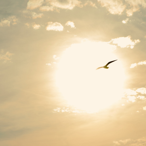 Vogel am Himmel vor der untergehenden Sonne