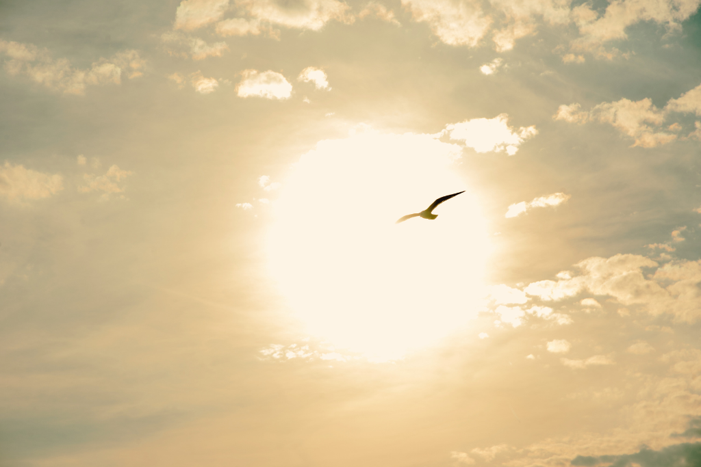 Coaching Paket Wings Beate Meyer Seelencoaching Vogel am Himmel vor der untergehenden Sonne