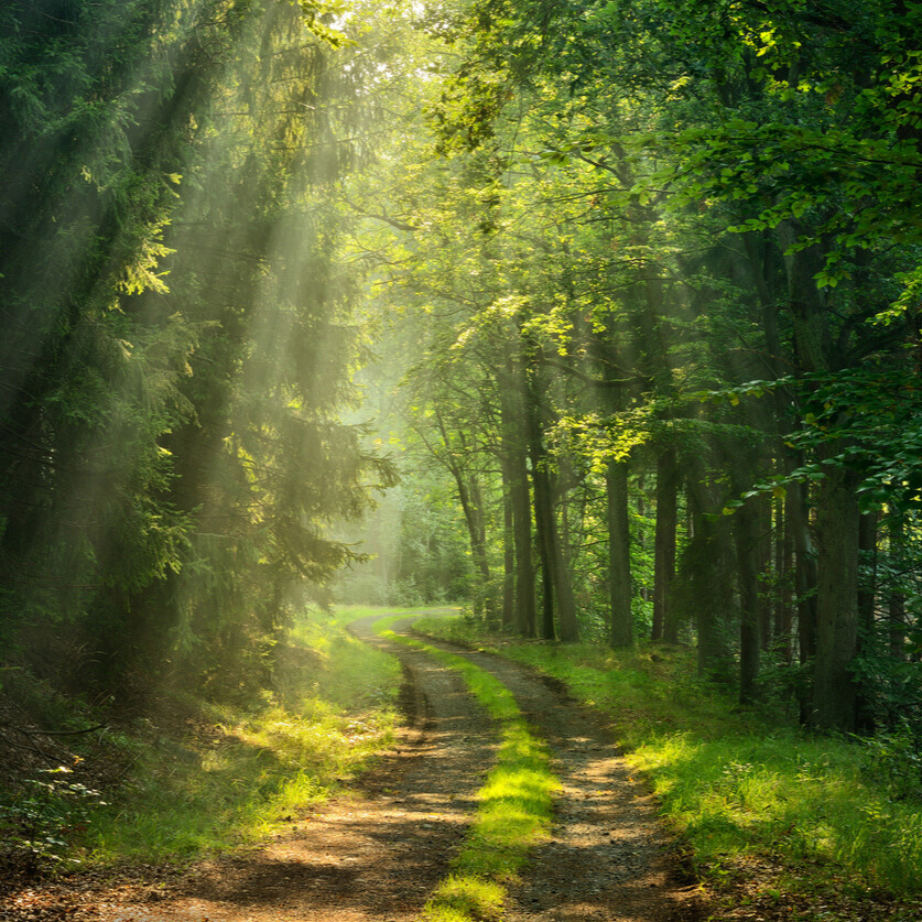 Weg durch einen wunderschönen grünen Wald mit Lichtstrahlen die von oben durch das Blätterdach fallen